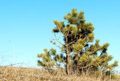 Lone young pine Stock Photos