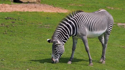 A lone Zebra eats grass in the middle of Summer Stock Footage 113859607