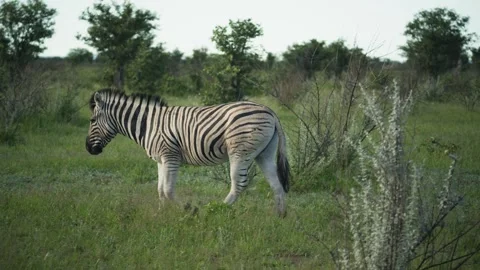 Lone zebra gracefully walks through green african savanna in Etosha National Par Video stock 331939125