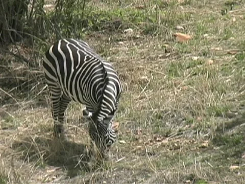 Lone Zebra grazing Stock Footage 96657