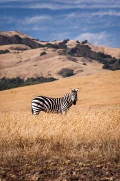 A Lone Zebra Stock Photos