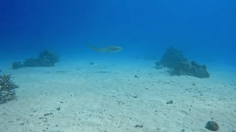 Lone zebra shark swims through blue ocean water, underwater scene Stock Footage 306297022