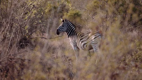 Lone Zebra Standing In Savannah, Path Africa Stock Footage 233454722