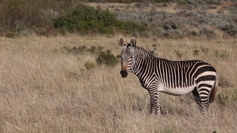 Lone zebra stands in profile grazing on dry savanna grass in Africa Stock Footage 312590980