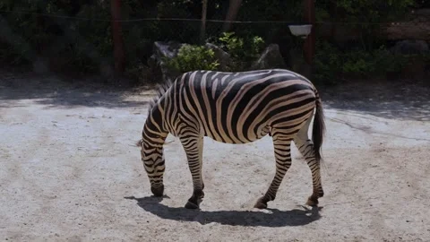 A lone zebra stands in a sandy enclosure. Stock Footage 345685370