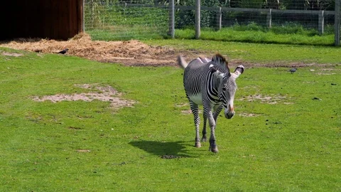 A lone zebra walks through a grassy field in Summer Stock Footage 113860656
