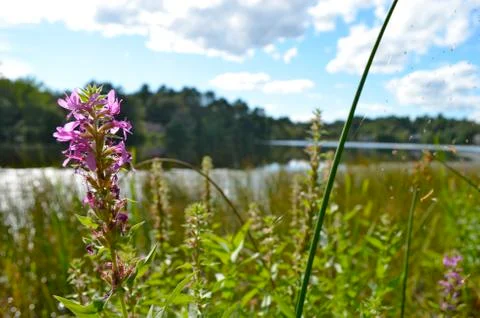 Loneflower Stock Photos