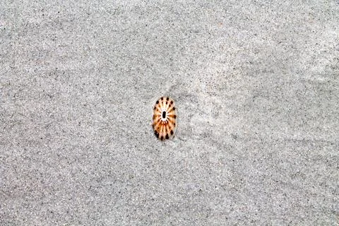 The loneliness of a discarded shell Stock Photos