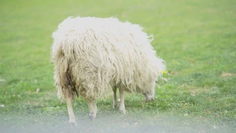 Lonely adorable white sheep eats grass on a green meadow on a sunny summer day Stock Footage 128987077