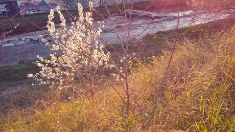 Lonely almond tree filled wit flowers near the river during sunset (4K) Stock Footage 124428908