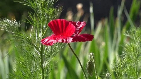 Lonely and unrepeatable. Video stock 77177425