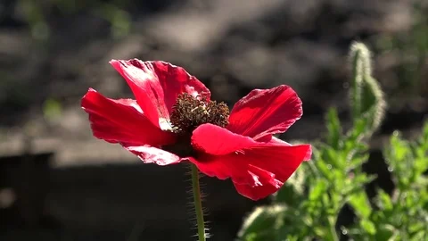 Lonely and unrepeatable.Attractive, bright, red color.Poppy Idyll. Stock Footage 76937375