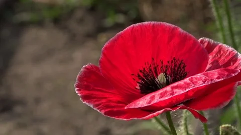 Lonely and unrepeatable.Attractive, bright, red color. Stock Footage 77503266