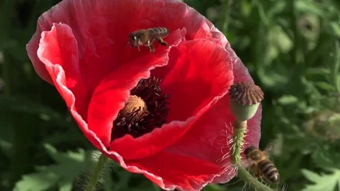 Lonely and unrepeatable.Attractive, bright, red color. Video stock 77503271