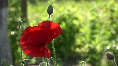 Lonely and unrepeatable.Creating a mood. Stock Footage 77177423