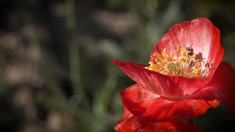 Lonely and unrepeatable.Insect flutters around the flower. Stock Footage 98393224