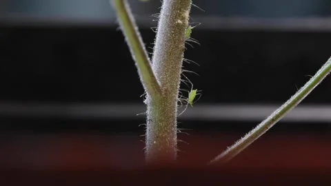 A lonely aphid on a stem Stock Footage 130531580