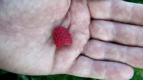 Lonely appetizing berry of a raspberry on a palm, zoom in Видео 10686027