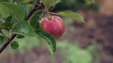 Lonely apple on a rainy day Stock Footage 112953203