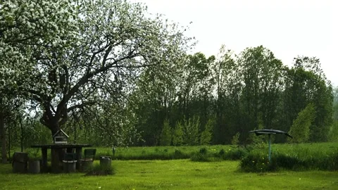 A lonely apple tree in a field in the pouring rain Stock Footage 159484004