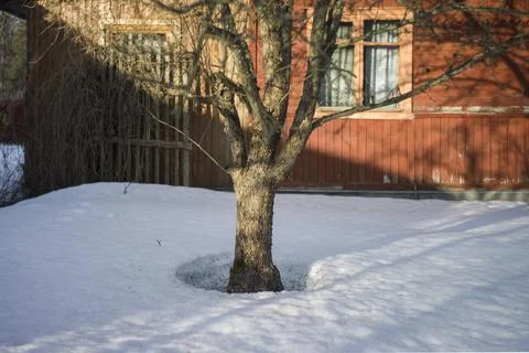 Lonely apple tree Photos