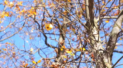 Lonely apple on a tree without leaves Video stock 42896967