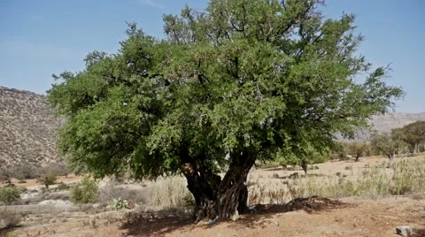 Lonely Argan Tree FHD Stock Footage 69026534