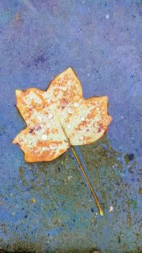 Lonely autumn fall maple leaf on wet asphalt under rain drops. Top view Stock Photos