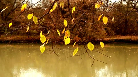 Lonely autumn leaf Stock Footage 2565624