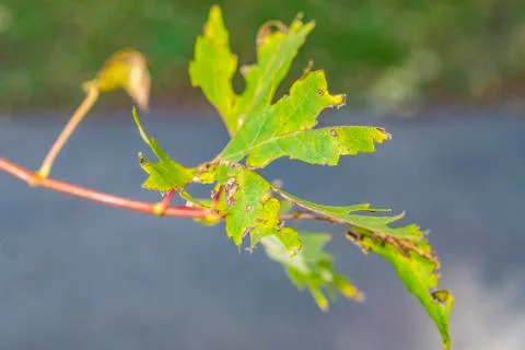 A lonely autumn leaf. Foto stock
