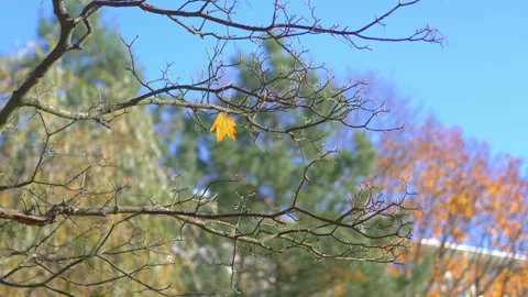 Lonely autumn leaf on the tree in 4k slow motion 60fps Stock Footage 163985063