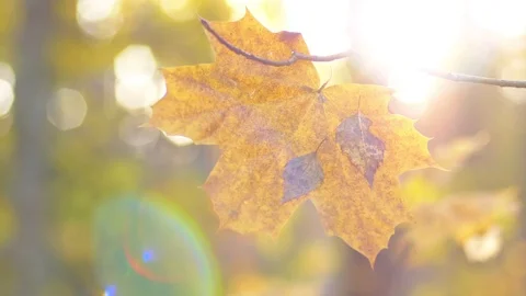 Lonely autumn maple leaf on background of sunlight Stockbeeldmateriaal 118163083