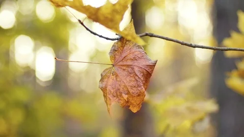 Lonely autumn maple leaf on background of sunlight 스톡 동영상 118163099