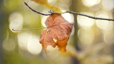 Lonely autumn maple leaf on background of sunlight 스톡 동영상 118163150