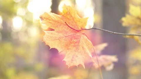 Lonely autumn maple leaf on background of sunlight 스톡 동영상 118433801