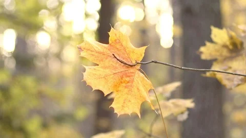 Lonely autumn maple leaf on background of sunlight 스톡 동영상 118433822