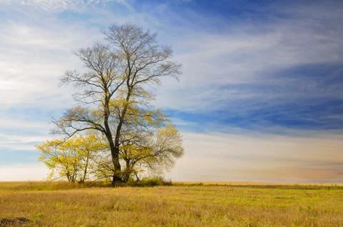 Lonely autumn tree Stock Photos