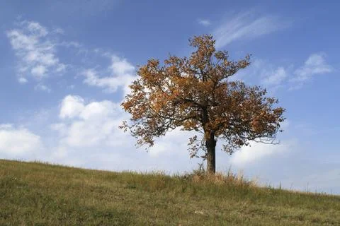 A Lonely Autumn Tree Foto stock