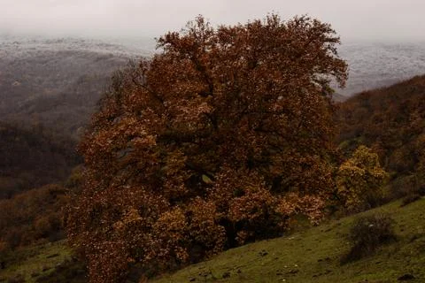 Lonely autumn tree Stock Photos