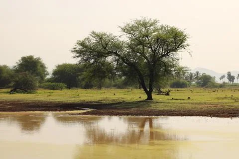 A lonely babool Prosopis tree at small tank or pond in india tamilnadu to sto Foto stock