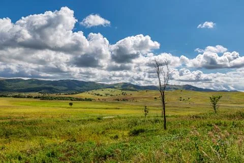 Lonely bare tree among green hills and meadows and cloudy blue sky Stock Photos
