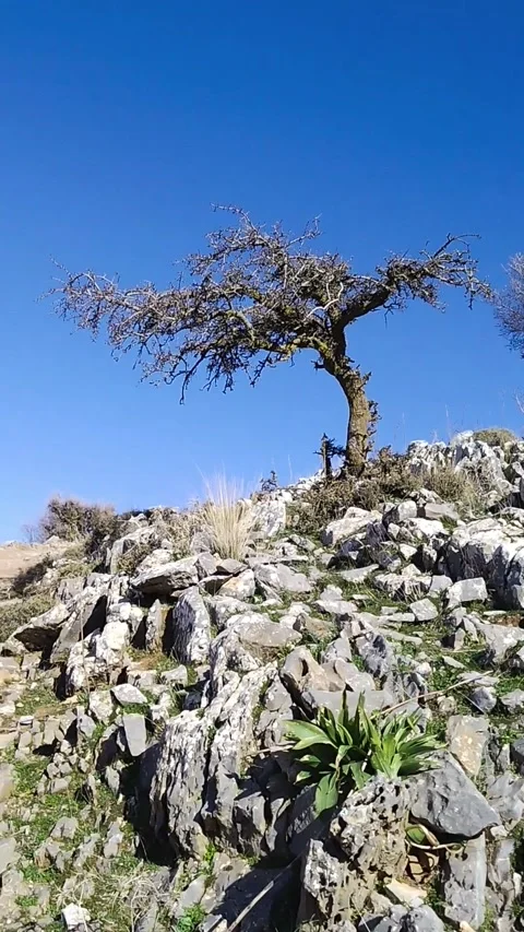 Lonely Bare Tree Among Mountain Landscape in Crete Stock Footage 311756491