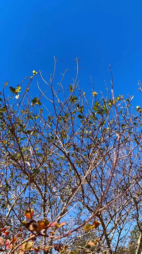 Lonely Bare Tree with Blue Sky Background Stock Footage 295817723