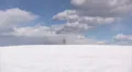 Lonely bare tree HD Footage