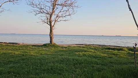 Lonely bare tree on a grassy shore at sunset with calm sea and distant cargo Stock Photos