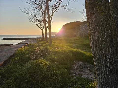 Lonely bare tree on a grassy shore at sunset with calm sea and distant cargo Stock Photos