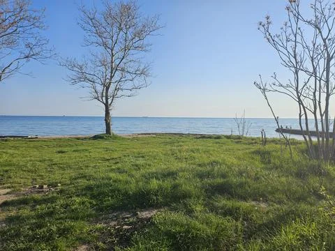 Lonely bare tree on a grassy shore at sunset with calm sea and distant cargo Stock Photos