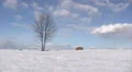 Lonely bare tree on hill HD Footage