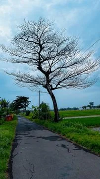 Lonely bare tree Stock Photos