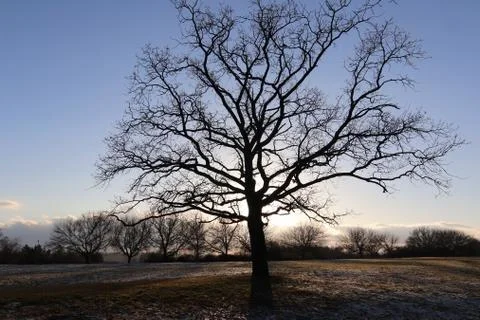 Lonely bare tree in winter landscape Stock Photos